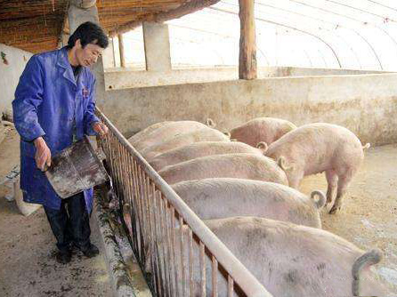砀山养猪专业户